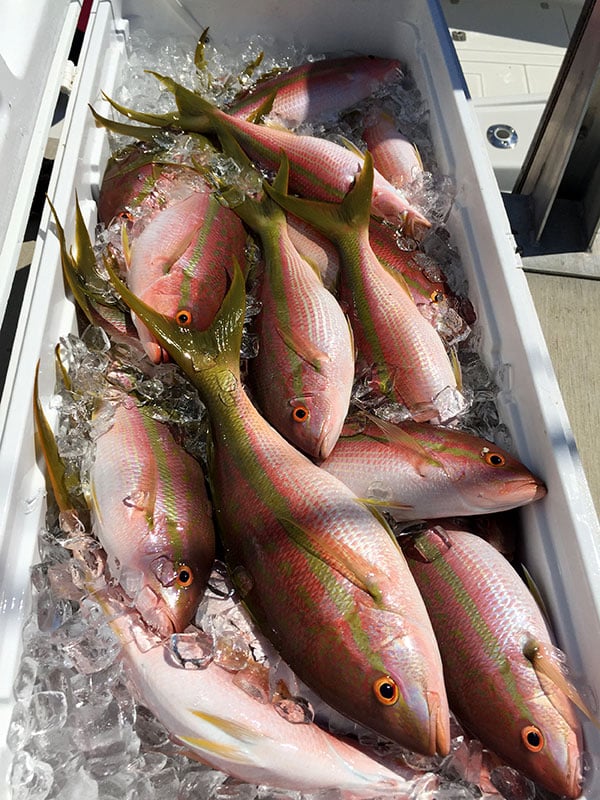 Yellowtail Snapper Fishing